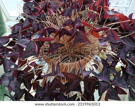 dried branched flowers newly bloomed colorful flowers spring blooming flowers