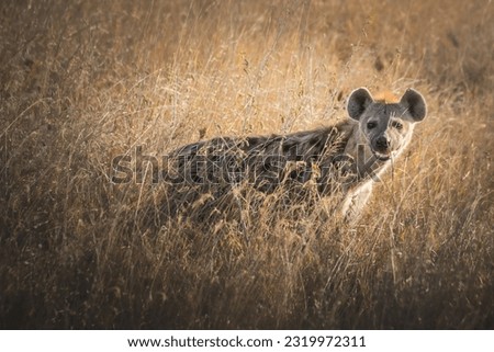 Hyena among the prairie grass of the Serengeti National Park. Tanzania.