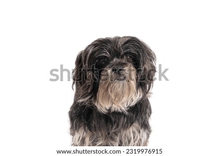 portrait of a shaggy dog on a white background