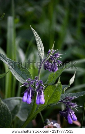 In the meadow, the comfrey (Symphytum officinale) is blooming.Blossom of comfrey Common Comfrey, Symphytum officinale, used in organic medicine, macro shot against green background.. Royalty-Free Stock Photo #2319977515