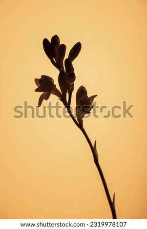 Skincare raw material plant flower silhouette backlight