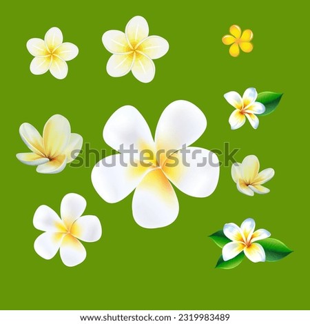 Plumeria alba, Dok Champa, Champa flowers 
Plumeria alba is the national flower of Laos, where it is known under the local name champa or dok champa. In Bengali culture Royalty-Free Stock Photo #2319983489