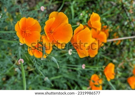 Orange Eschscholzia or California poppy flower on green grass background on a sunny spring day