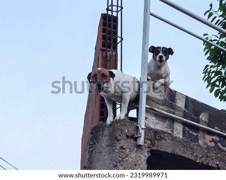Two dogs, guardians of the property. At the balcony. Domestic pet. Jack russell terrier, breed. White sky.  Friends. Hyperactive puppies. Royalty-Free Stock Photo #2319989971