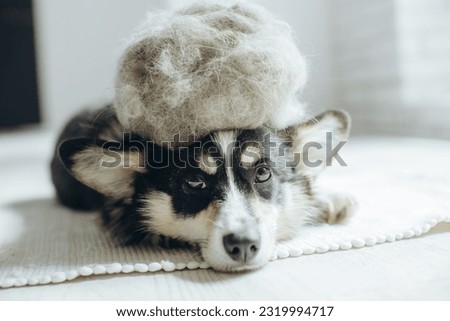 Beautiful Corgi dog with shedding fur lying on the floor. Fluffy doggy and coat shed annually in the spring or fall at home indoors. Hygiene allergy animal care concept. Royalty-Free Stock Photo #2319994717