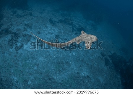 leopard shark swimming in Thailand.