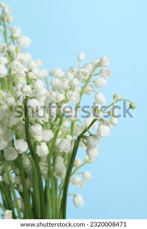 Beautiful lily of the valley flowers on light blue background, closeup