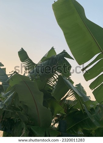 Tropical banana leaf silhouette sky nature shapes leaves photo  