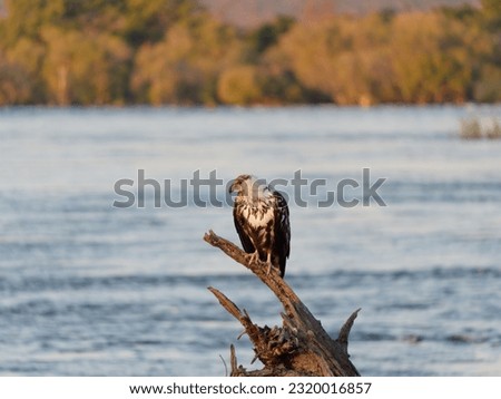 The African Fish Eagle (Haliaeetus Vocifer) standing on the branch in the river in the Zambezi National Park, Zimbabwe