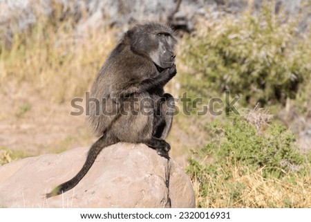 Chacma Baboon (Papio ursinus) sitting on a rock sunning in Karoo mountain habitat, South Africa