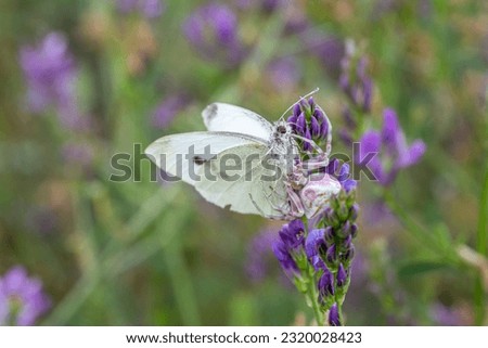 Thomisus onustus. Pink crab spider feeding on a white butterfly.