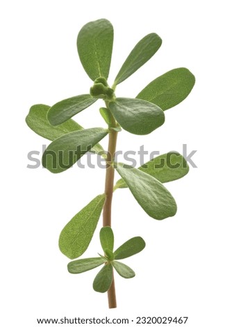Common purslane branch isolated on white background
