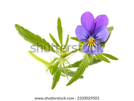 Viola tricolor isolated on white background