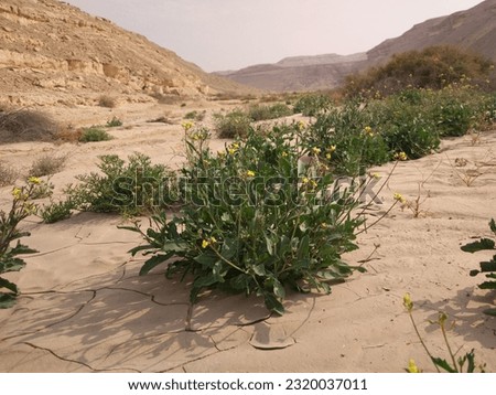 Diplotaxis plant at Wadi Degla Protectorate, Eastern Desert, Egypt Royalty-Free Stock Photo #2320037011