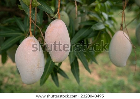 Raw green mangoes hanging in bunch on a tree stock photo