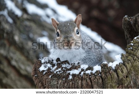 A low angle view of a cute grey squirrel peeking out from a snow-covered tree in winter. 