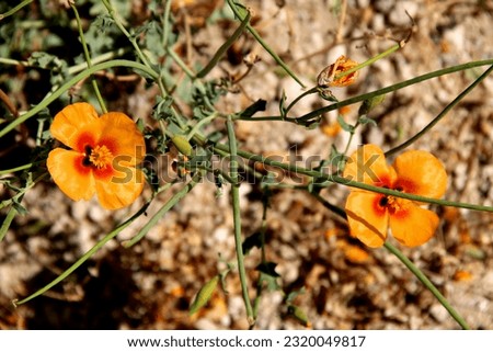 Close-up photo of orange flowers on a blurred background in the Love Valley near Goreme in Cappadocia, Turkey