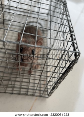 a mouse trapped in an iron trap