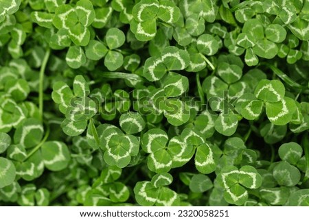 Top view lawn with clover and green grass. White clover (Trifolium repens) flowers. Nature background. 