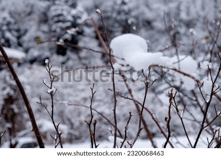 Winter's Delicate Touch: Bush Branch with Glistening Ice in a Snowy Landscape