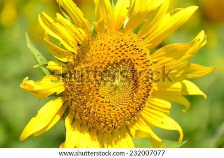 flowers green yellow background wallpaper beauty sunflowers