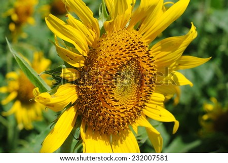 sunflowers flowers background green yellow nature