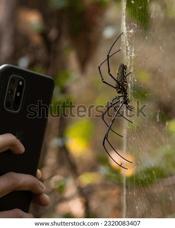The Golden Silk Orb Weaver Spider (Nephila philipes). A guy clicking close-up pictures of large spiders with his phone.