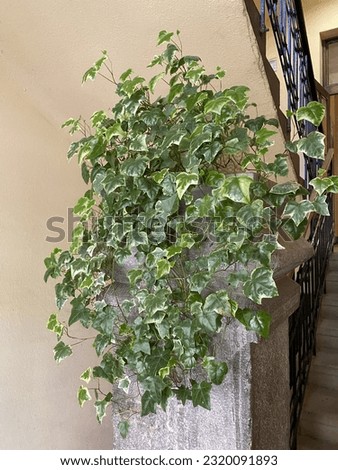 An interesting interior is of course the entrance of the house. An ordinary plant that gives good mood. Something that adds beauty. Green plant. The entrance of the house is like a museum.