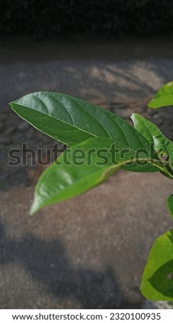 natural green leaves with beautiful texture growing in the garden on a sunny day