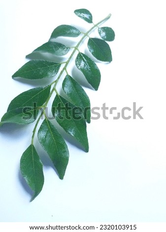 A picture of curry leaves taken to flavor food