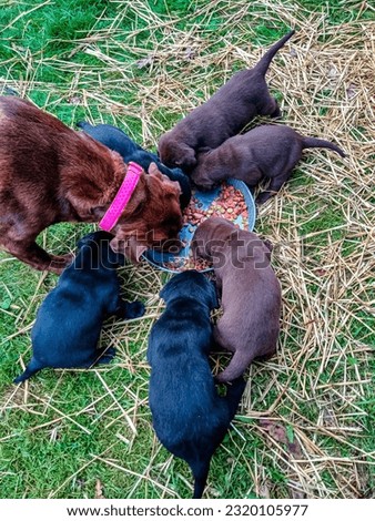 Rescued Labrador dog with her four-week-old puppies enjoy some food and milk, Webster County, West Virginia, USA Royalty-Free Stock Photo #2320105977