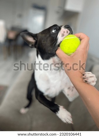 Funny Boston terrier is playing with tennis ball