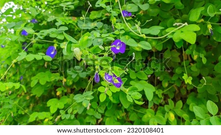 view of Clitoria ternatea flower plant