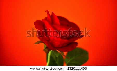 red rose pictures and red background