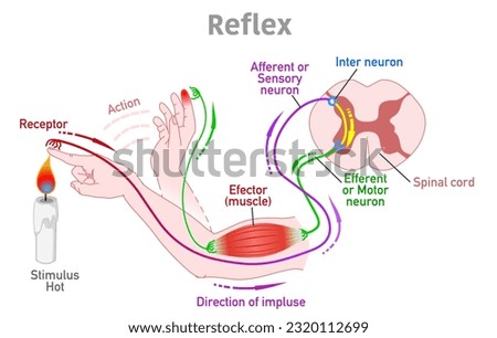 Reflex arc, action. Somatic receptors in the skin, muscles and tendons, message to brain, pathway. Stimulus, hot, touch. sense, effector muscle, spinal cord, sensory motor neuron. Illustration vector Royalty-Free Stock Photo #2320112699