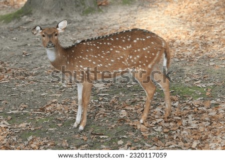 young wild doe in the autumn forest