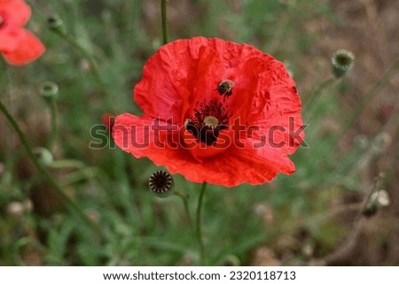 A red poppy blooming on a sunny summer day attracted with its aroma  a small bee, busy collecting nectar to make honey. An ant runs nearby on his bussines,the meadow is filled with life.