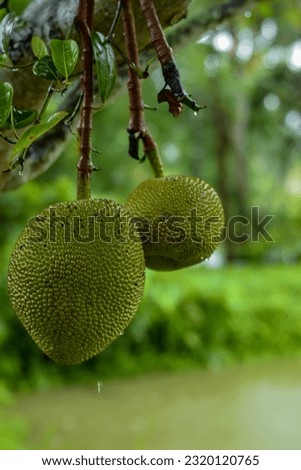 Delight in the sight of luscious jackfruit, washed by the rain, hanging from the plant, exuding freshness and nature's abundance on a rainy day
