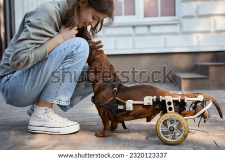 Young dog owner petting a handicapped dachshund on a wheel chair. White teenager girl playing with her disabled pet outdoor Royalty-Free Stock Photo #2320123337