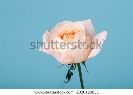 Pale pink peony rose flower on a blue background