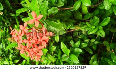 Central Jakarta, Indonesia, June 20 2023 beautiful red flowers in the garden to look at