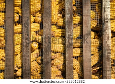 Large group of industrial corn for animals