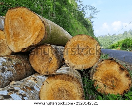 Log trunks pile, the logging timber forest wood industry