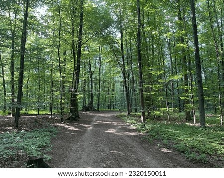 Hiking trail at Ohligser Heide natural reserve in Solingen, North Rhine-Westphalia, Germany Royalty-Free Stock Photo #2320150011