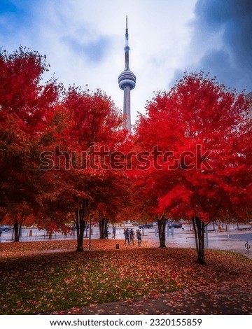 Red Tree and maple leaves Toronto. Real maple leaves in shape of Canadian Flag.  maple leaves. Best picture of maple leaves.