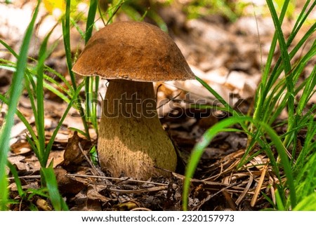 Photography of a porcini mushroom in it's natural environment. Closeup photography of a Boletus Edulis mushroom in the forest.