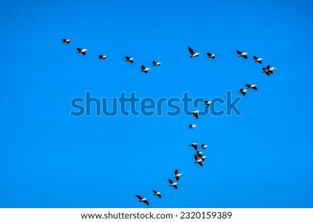                        A group of birds flying in the sky        