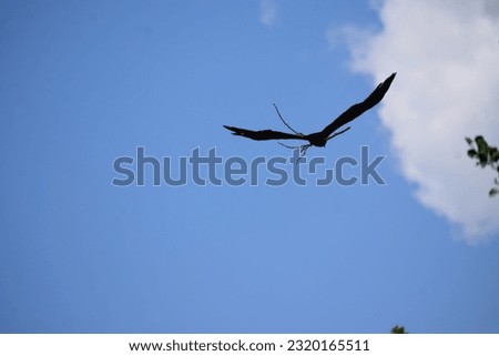 Bird of Prey in the sky carrying nesting material