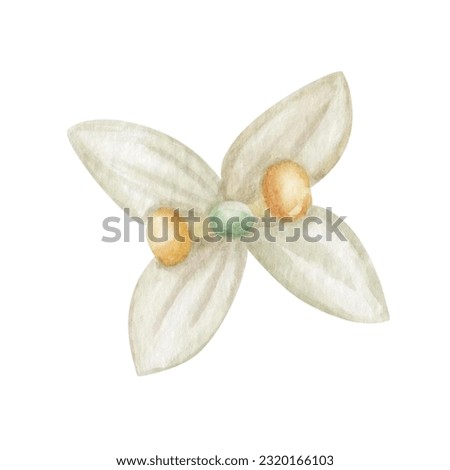 Watercolor illustration. Hand painted white, beige blooming flower with four petals and yellow center. Olive tree flower. Summer, spring nature. Isolated floral clip art for textile prints, banners