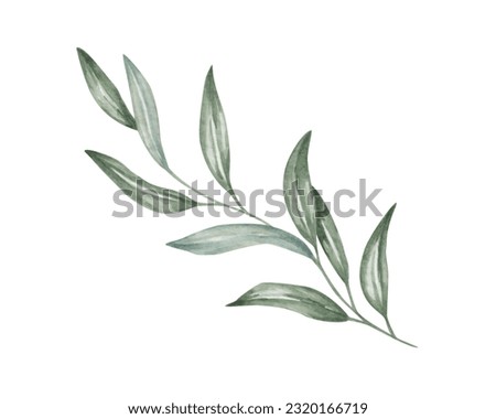Watercolor illustration. Hand painted branch with leaves. Olive branch. Eucalyptus. Willow. Branch with long, pointed, thin green leaves. Botanical element. Isolated nature clip art for banners